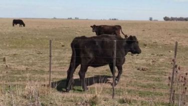 Declaran la emergencia agropecuaria en la ganadería de Corrientes