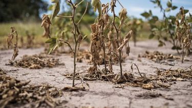Piden al Gobierno que "atienda la situación desesperante" del campo