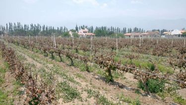 Emergencia agropecuaria por sequía en diez departamentos de Salta