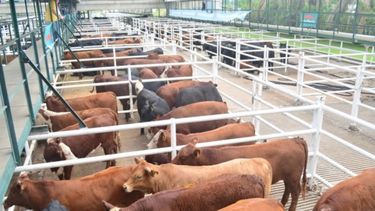 Nuevo récord para el precio del novillo en Liniers