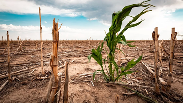 La sequía generará pérdidas por US$ 8.500 millones a La Provincia