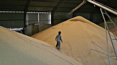 El acumulado de molienda de la oleaginosa asciende a tan sólo 15,9 millones de toneladas para el primer semestre de la campaña.