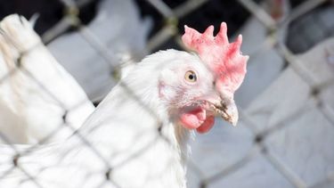 Estado de alerta preventiva ante el avance de la gripe aviar