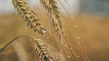 Durante la semana, la producción de trigo sumó 5,7 puntos porcentuales en su condición de buena a excelente.