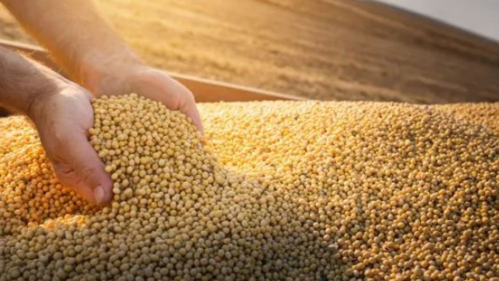 La soja cerró otra semana al alza en Chicago