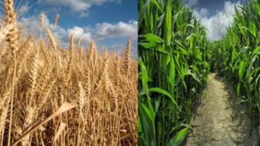 Aumentaría la provisión de trigo y maíz para la campaña 2017-2018 en la zona núcleo