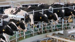 Impulso Tambero se implementó con el objetivo de compensar las subas en los costos de producción del sector a raíz de sucesivos Programas de Incremento Exportador (PIE).