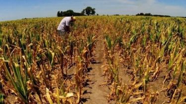 SRA de Rosario remarca que el agro sufre por la sequía y los impuestos