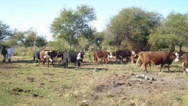 Remarcan que la ganadería sufre un "mal estado de las vacas"