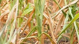 La lluvia trajo un poco de alivio a la producción de soja argentina