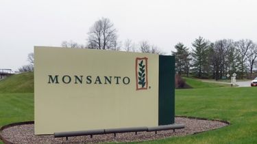 Monsanto ajusta a la baja previsiones de crecimiento