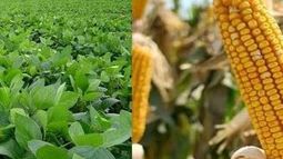 Las lluvias en Argentina ayudarían la siembra de soja y maíz