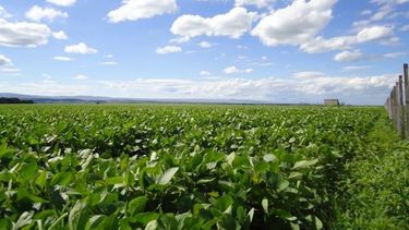 Muertes por cáncer en Entre Ríos estarían ligadas a los agroquímicos