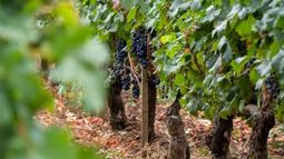 El cultivo de la vid en Francia.
