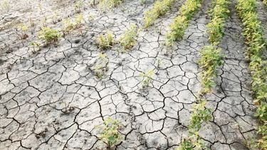 Emergencia agropecuaria para Catamarca 