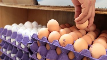 Afirman que el aumento de los huevos es culpa de la cadena de comercialización