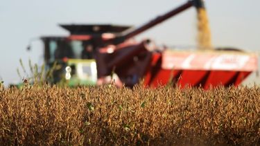 Los resultados de la soja en 2024.