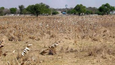 Los productores afectados deberán presentar certificado extendido por la autoridad competente de la provincia.