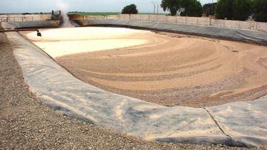Producirán levaduras proteicas de caña de azúcar para engordar ganado