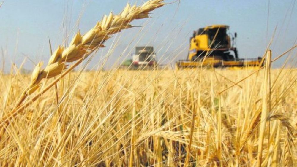 En el oeste, los cultivos se encuentran en buen estado general, con ajustada humedad en el perfil.