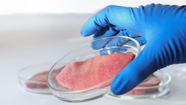 Carne producida en un laboratorio.