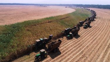 Ledesma finalizó la zafra anual con retroceso de 11 por ciento