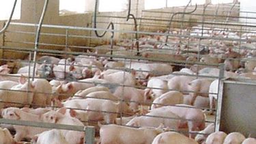 Analizan cómo transformar los desechos porcinos en energía y fertilizantes