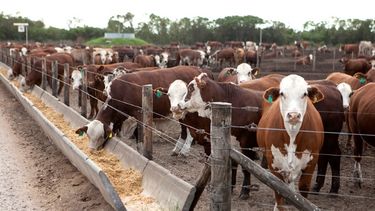 Unos 41 productores, por un total de 4.074 cabezas, recibirán la asistencia financiera de la Secretaría de Agricultura.