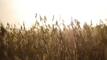 La soja cayó unos 100 pesos en Rosario