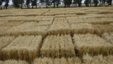 Digitalizarán 10 mil fichas con características de los suelos bonaerenses