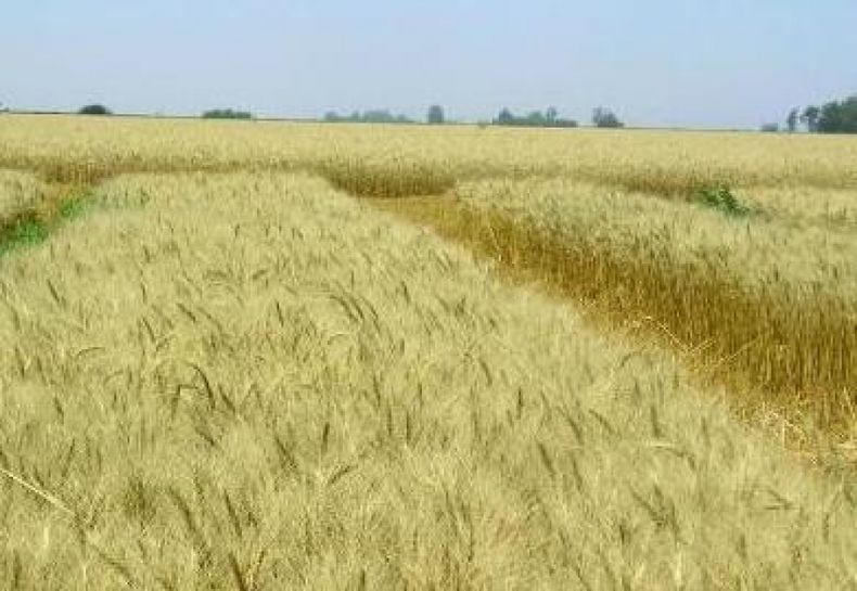 Un 30 por ciento de las hectáreas de trigo ya fue sembrado