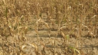 Ley de seguro multirriesgo podría atenuar los efectos de la sequía