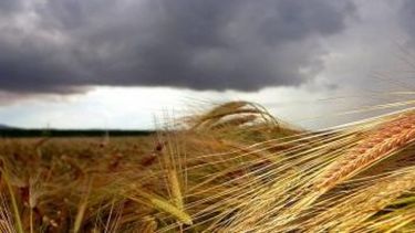 Nuevas lluvias dan paso al progreso de la siembra de trigo