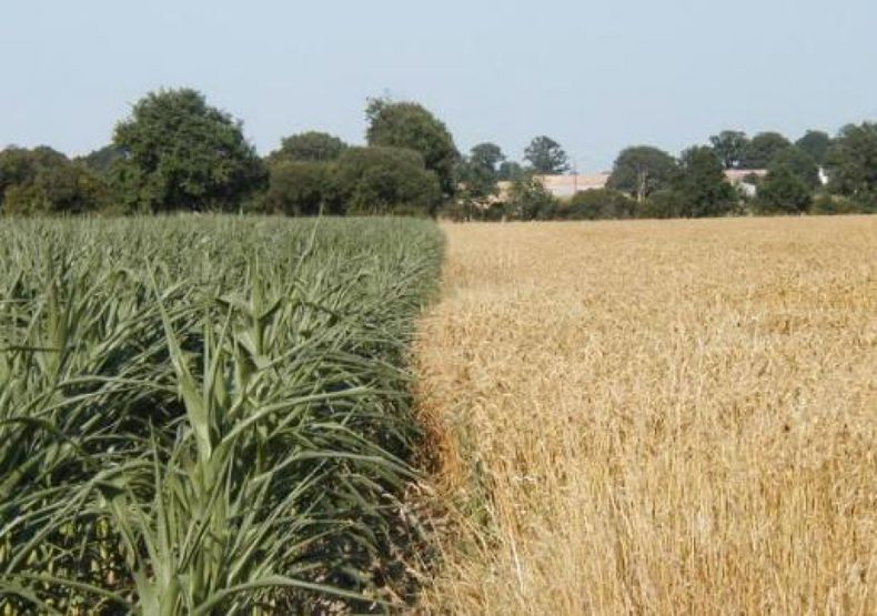EE.UU. bajó sus previsiones para la producción mundial de trigo y maíz
