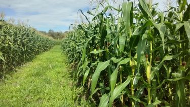 Las complicaciones de la producción de maíz.