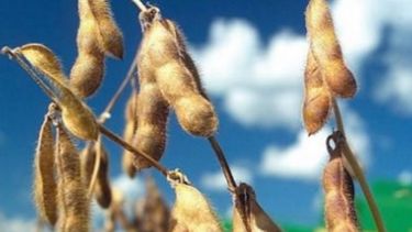 Prorrogan las Declaraciones Juradas de soja y trigo