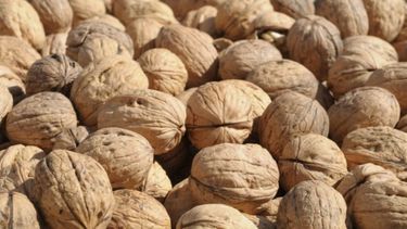Proyectan un avance del 20% en las exportaciones de nueces