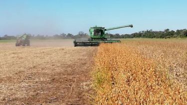 La producción sojera santafesina cierra con bajos rendimientos