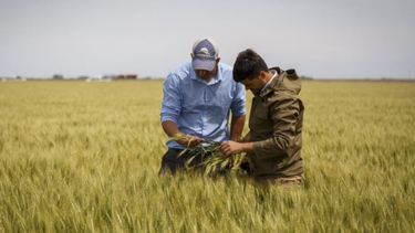 Nueva edición del programa de asistencia técnica para el trigo