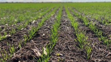 Estiman que la siembra de trigo disminuirá 4% en áreas de la bolsa bahiense