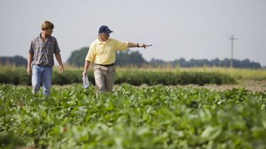 Un productor entrerriano necesita 2.740 kilos de sorgo por hectárea para cubrir costos