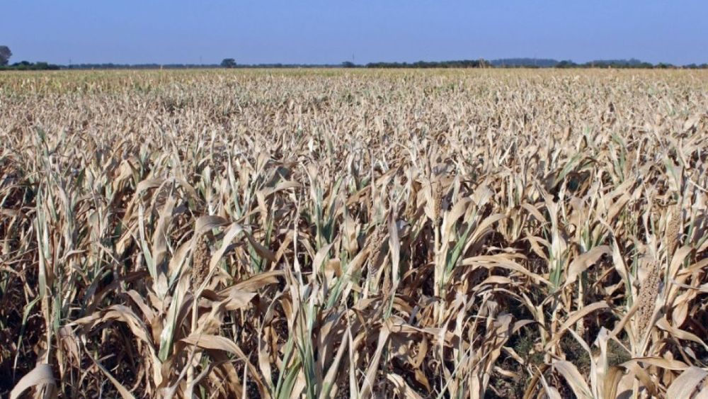 Podrían interrumpir el ciclo de trigo en Santa Fe por falta de lluvias