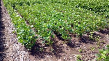 La siembra de soja en la región pampeana avanzó un 13%