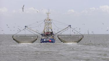 Nueva normativa para la captura de langostino en el Mar Argentino