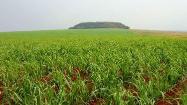 Cresud vuelve a comprar campos en la Argentina