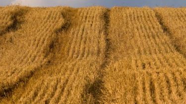 Brasil abre cupo para importar de trigo sin aranceles fuera del Mercosur