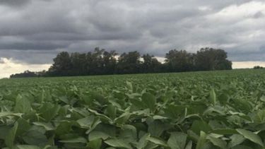 Producciones de soja y maíz se benefician de una buena perspectiva climática