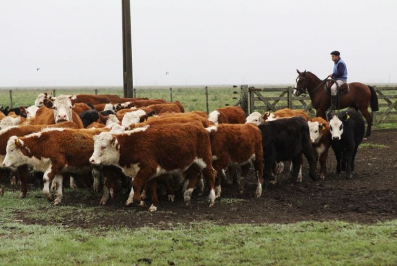 La faena de ganado subió 4% en septiembre