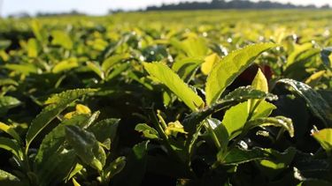Este es el tercer año consecutivo que la Comisión Provincial de Té acuerda el precio para iniciar la zafra.&nbsp;