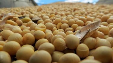 El precio de la soja subió más de 15% desde que comenzó el 2022
